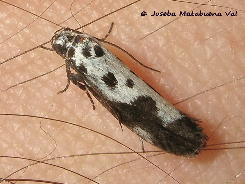 Ethmia quadrillella - Elachistidae